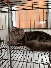 Tabby scottish fold