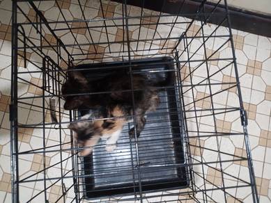 Kittens 2 months old free adoption