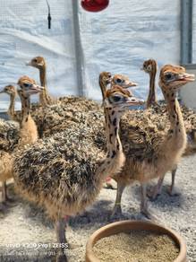 Ostrich