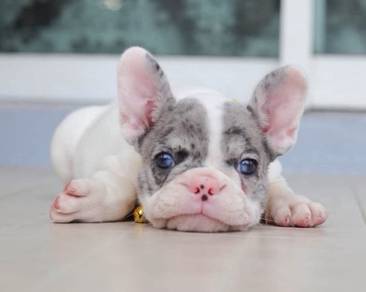 FRENCH BULLDOG PUPPIES VIP89🌻 Cute & Healthy Girl