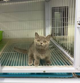 Munchkin blue kitten