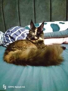 mainecoon purebred 