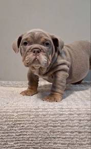 ENGLISH BULLDOG PUPPIES E356 🐻 BullDog Available