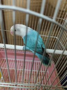 Burung Baji