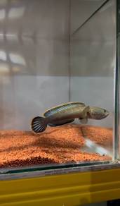 Ikan Channa Limbata