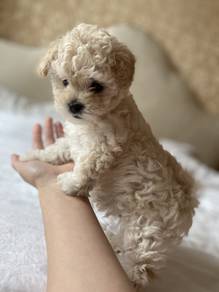 F4636 Ear-flopper Poodle Little Bear Puppy Puppy
