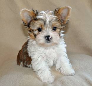 Winsome Silkese Maltese Yokie Silkese Baby Dog