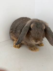 Holland Lop Male