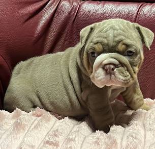 ENGLISH BULLDOG PUPPIES Female C060