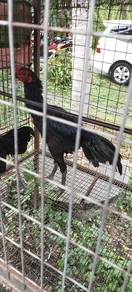 Ayam Ratu SG