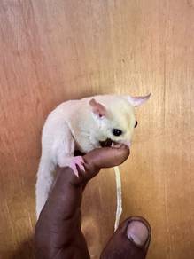 sugar glider dpt skli sangkaq sarung tido botolair