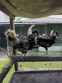 Ayam poland jambul silver lace non-beard