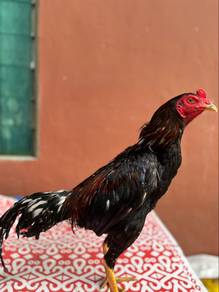Ayam sabung