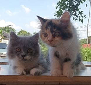 persian