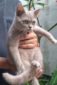 British shorthair