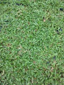 Rumput Mutiara , Pearl grass , Rumput Hid
