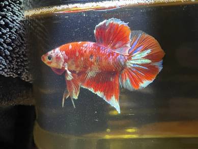 Betta Barongsai