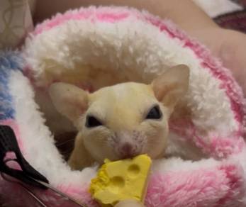 Sugar glider