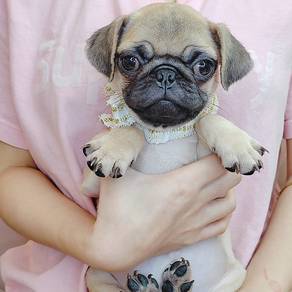 Pug