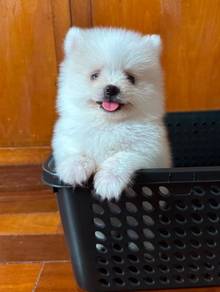 Pomeranian