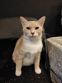 Cat free for adoption 