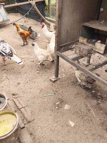 ayam selasih
