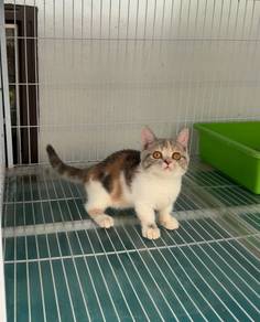 BSH calico Munchkin kitten