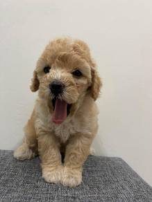 poodle 02