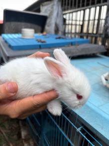 Baby Rabbits