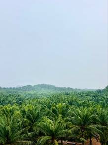 Agricultural Land in Hulu Terengganu, TRG