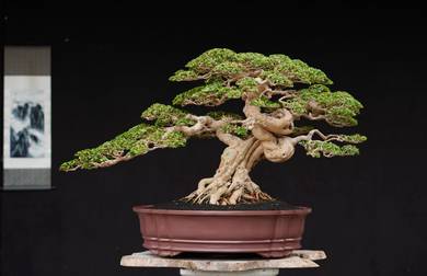 SHOW Grade Bonsai Premna Microphylla Sancang