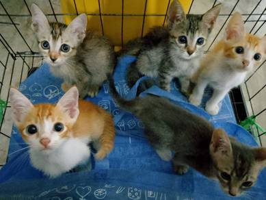 Kittens for Rehome