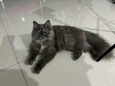 British long hair betina