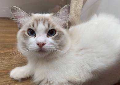 Ragdoll