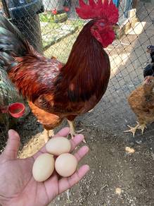 Ayam Dwi Fungsi Rhode Island Red Production Line