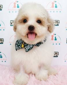 Maltipoo