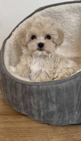 G5090 Pure Maltipoo adorable tiny white fluffy pup