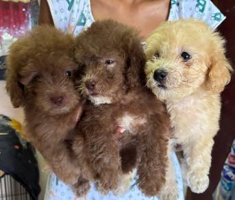 Poodle puppies 