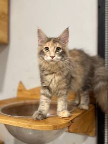 Mainecoon certificate