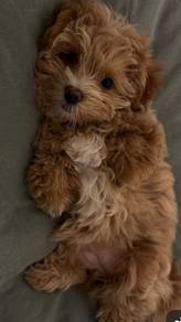 A1591 Huggable Maltipoo Maltese mix Poodle mix Sho