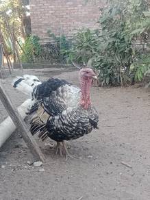 ayam belanda itik jambul