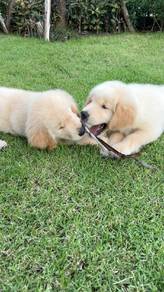 golden retriever y