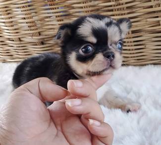 CHIHUAHUA PUPPIES VIP79🌷Head Apple Bonnie Dog