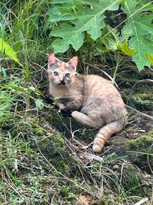 Red tabby Munchkin