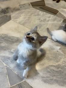 tabby bsh british shorthair kitten