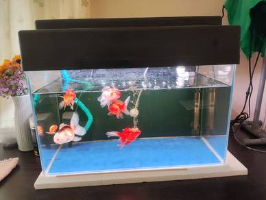Aquarium Tank 2feet super clear full set + Goldfis