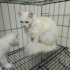 American curl 