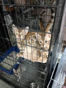 kitten bengal cat 