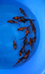 koi fish