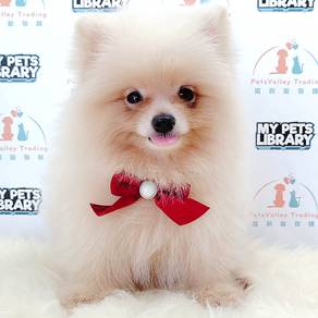 Pomeranian